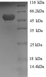 CSB-EP624118HU1