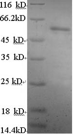 CSB-YP007831HU