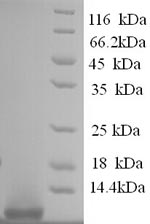 CSB-YP009315HU