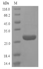 CSB-YP010553HU