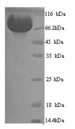 CSB-YP014653HU