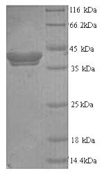 CSB-YP024112HU