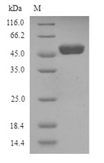 CSB-YP026158HU