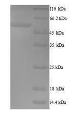 CSB-YP892132HU
