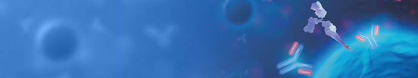 DXD Monoclonal Antibody-新一代ADC藥代動(dòng)力學(xué)（PK）分析工具