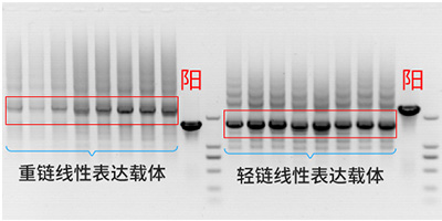 線性表達(dá)載體構(gòu)建