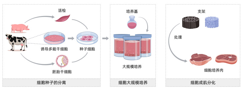 細(xì)胞培養(yǎng)肉的生產(chǎn)過程