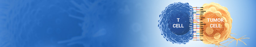 免疫檢查點(diǎn)科研ELISA試劑盒