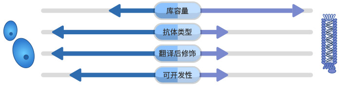 哺乳動(dòng)物細(xì)胞展示 vs. 噬菌體展示