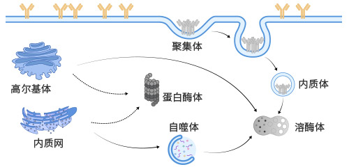 哺乳動(dòng)物細(xì)胞展示質(zhì)量控制