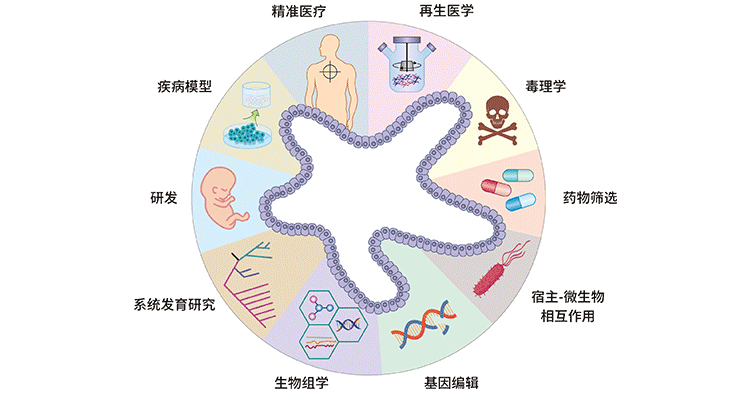 類器官技術(shù)的多樣化應(yīng)用