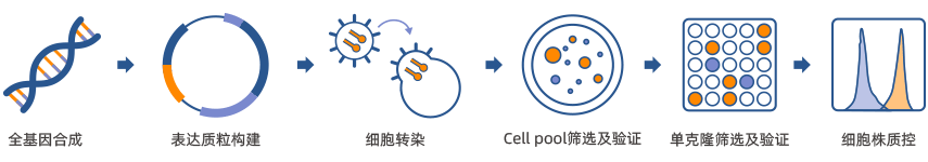 穩(wěn)轉(zhuǎn)細(xì)胞株構(gòu)建技術(shù)路線(xiàn)