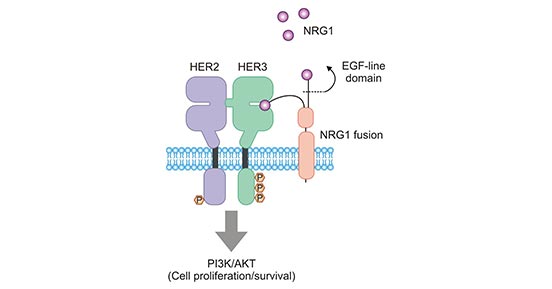 ERBB3/ERBB2(HER3/HER2)二聚體促進(jìn)腫瘤細(xì)胞的生長和存活