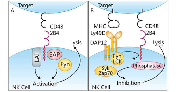 CD48的反受體及其調(diào)節(jié)機制