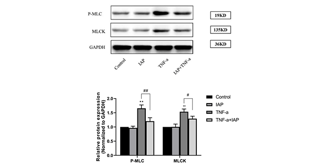 IAP對(duì)MLCK/pMLC信號(hào)通路的影響
