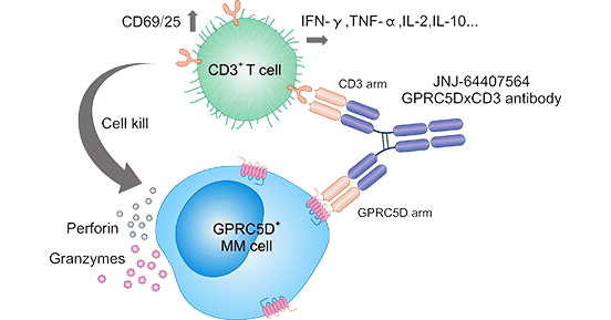GPRC5D/CD3調(diào)控MM細(xì)胞機(jī)制